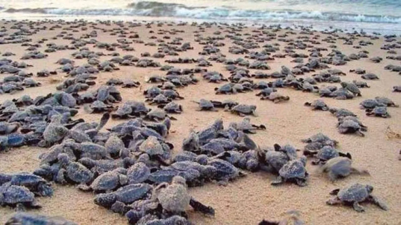 ଅଲିଭ୍‌ ରିଡ୍‌ଲେଙ୍କ ସୁରକ୍ଷାରେ ପ୍ରଶ୍ନବାଚୀ