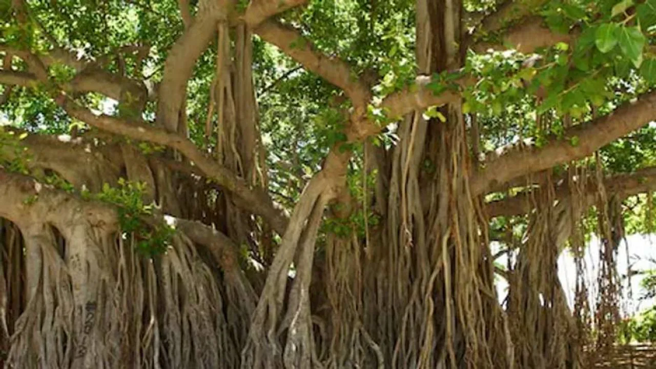 ବରଗଛର ଔଷଧୀୟ ଗୁଣ : ଦାନ୍ତ-ଚର୍ମ-ଗଣ୍ଠି ସମସ୍ୟା ଦୂରକରେ