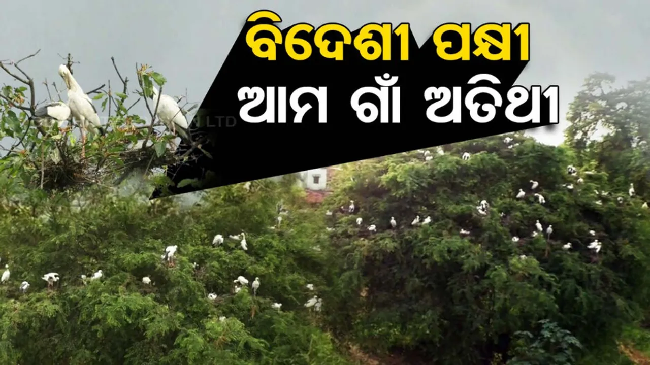 Avian Guests in Odisha Bargarh