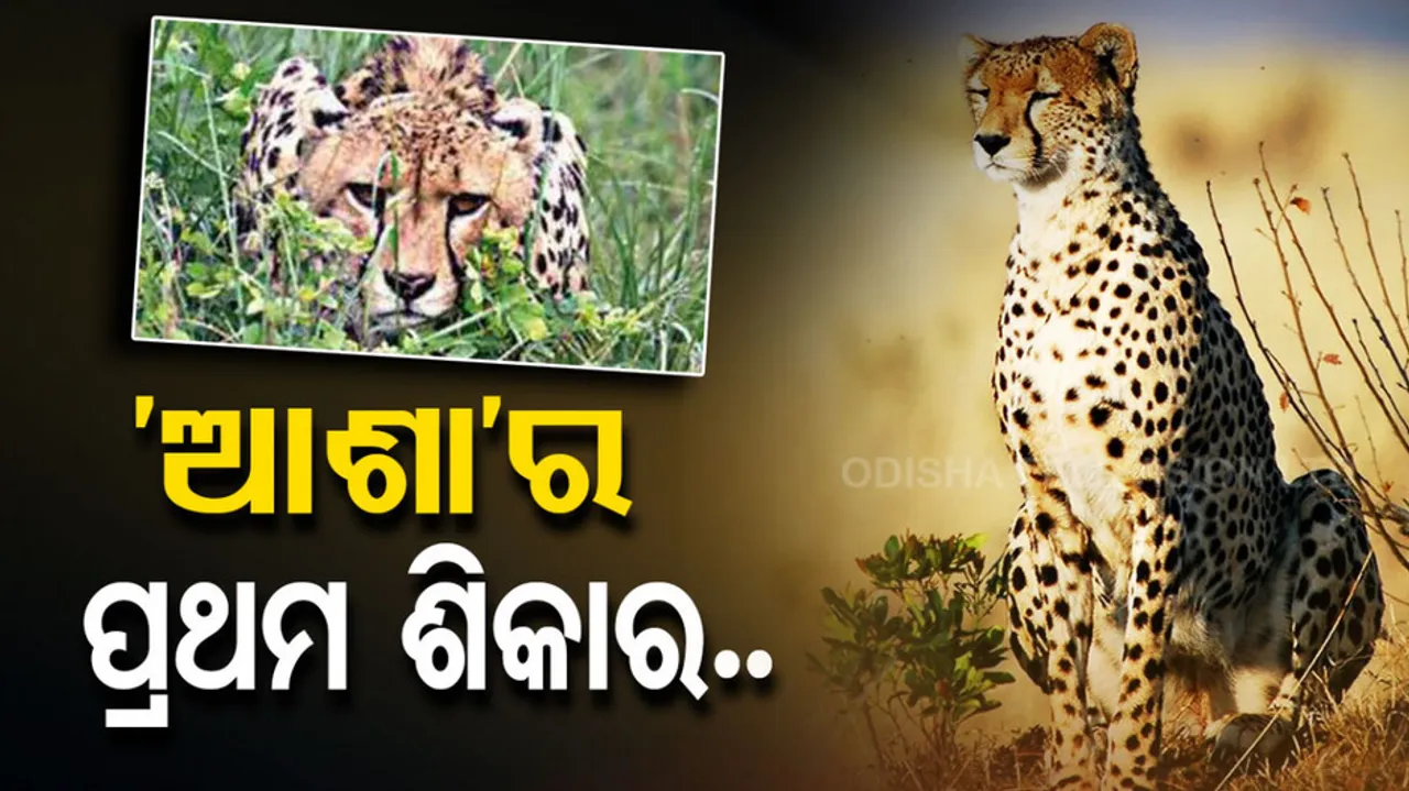 Kuno National Park's Cheetahs