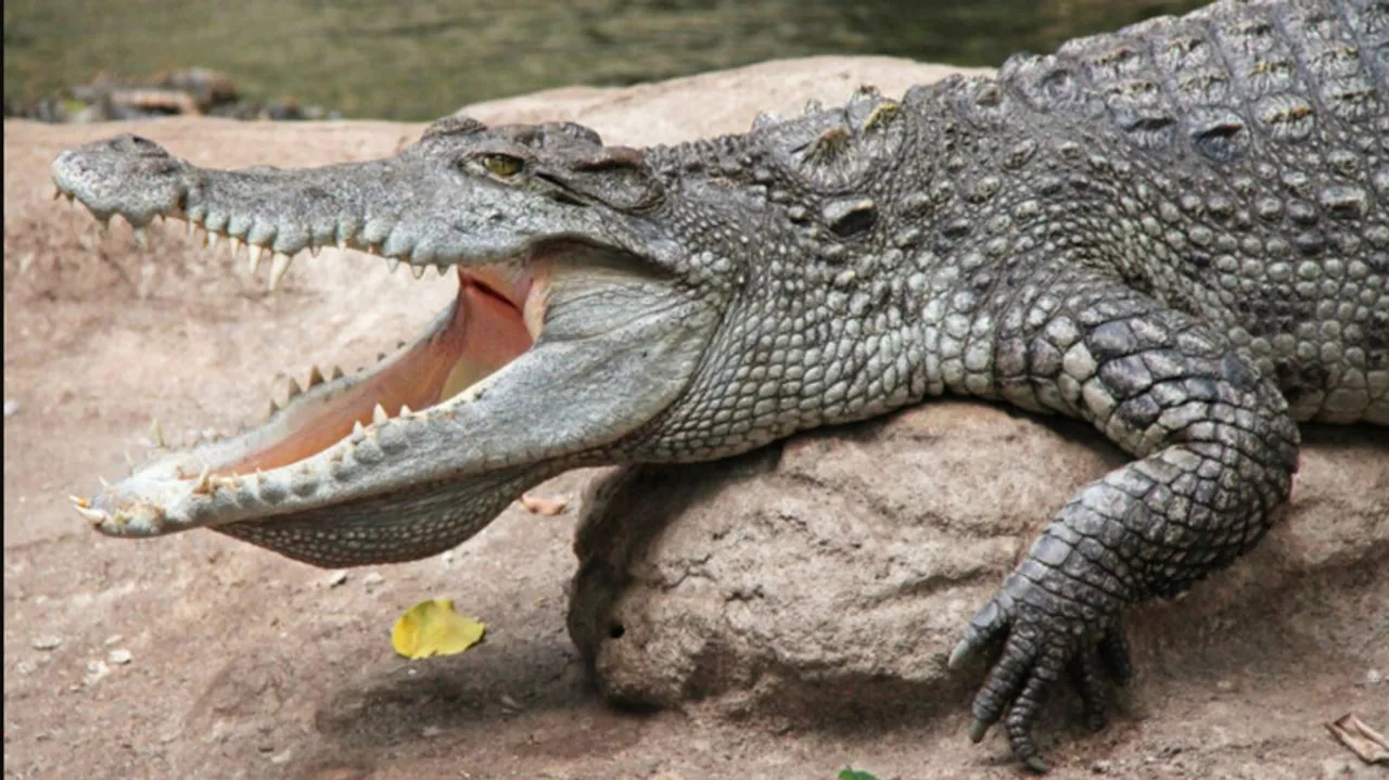 Crocodile