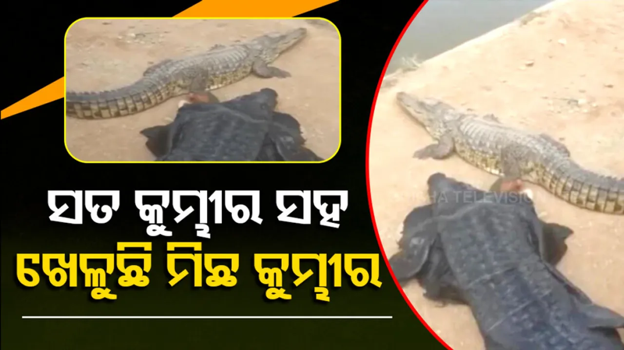 Crocodile Viral Video