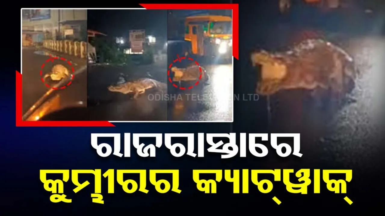 Crocodile Seen Strolling On Maharashtra Road After Heavy Rain