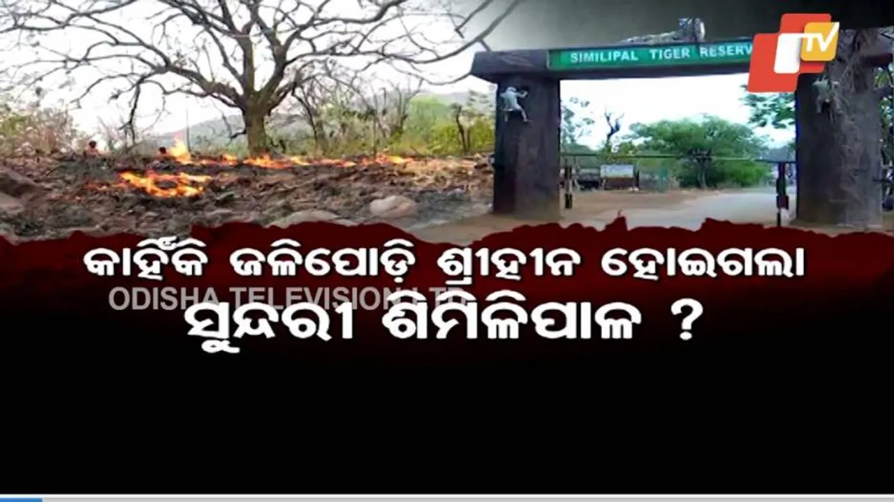 ଜଙ୍ଗଲେ ନିଆଁ ଲାଗୁଛି କେମିତି?