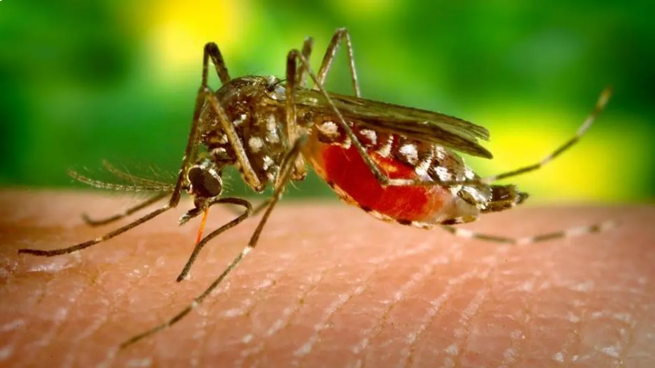 କରୋନା କାଳରେ ଡେଙ୍ଗୁକୁ ନେଇ ବଢ଼ିଲା ଚିନ୍ତା