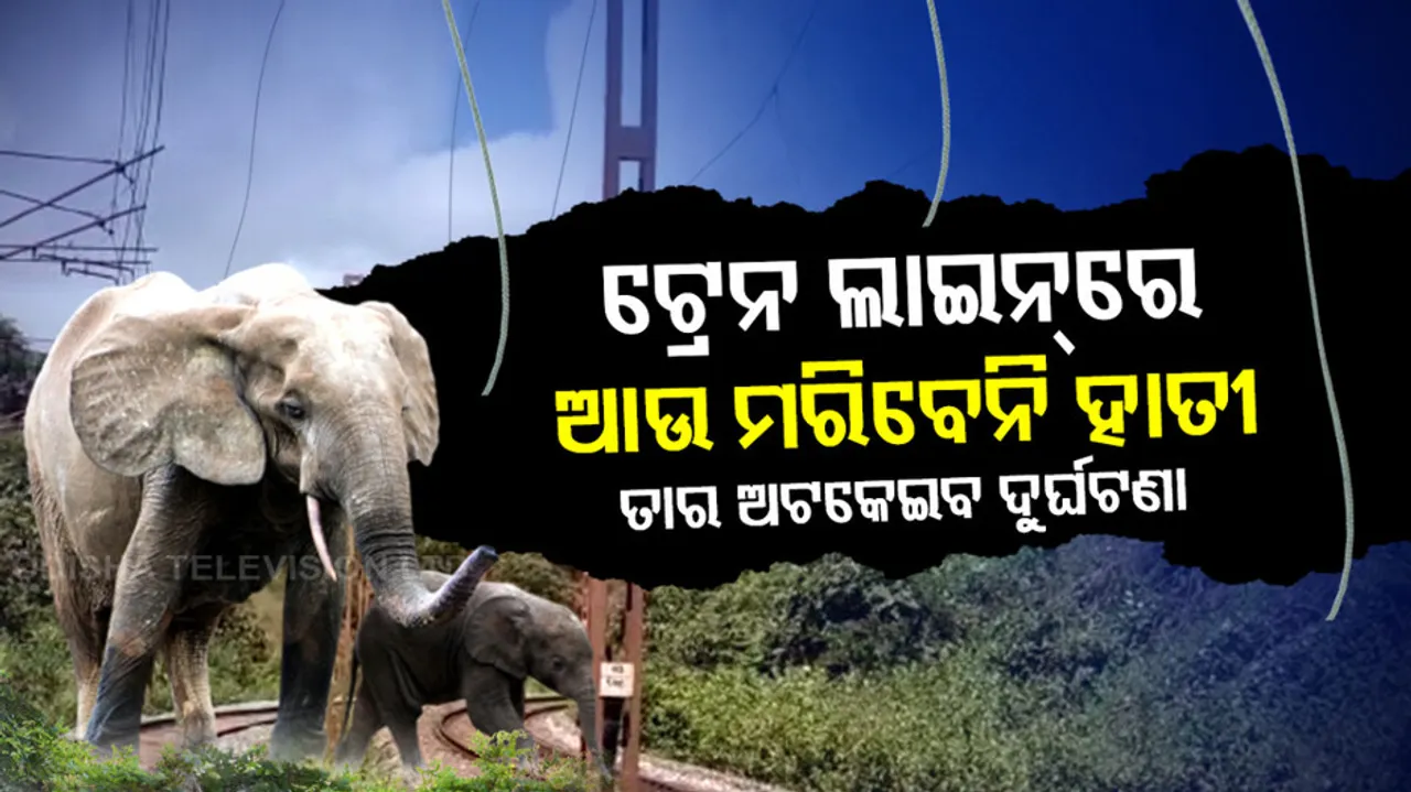 Elephant Electric Fence