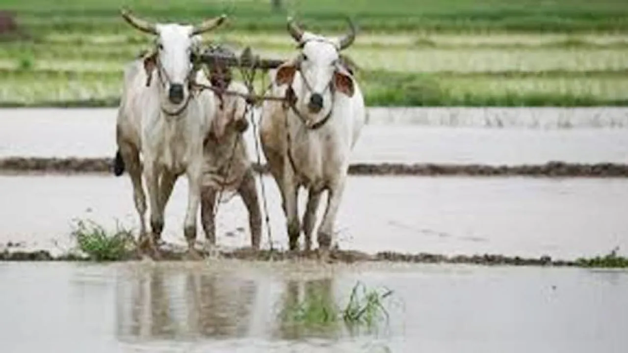 ଏବର୍ଷ ସ୍ୱାଭାବିକ ରହିବ ବର୍ଷା : ଭାରତୀୟ ପାଣିପାଗ କେନ୍ଦ୍ରର ପୂର୍ବାନୁମାନ