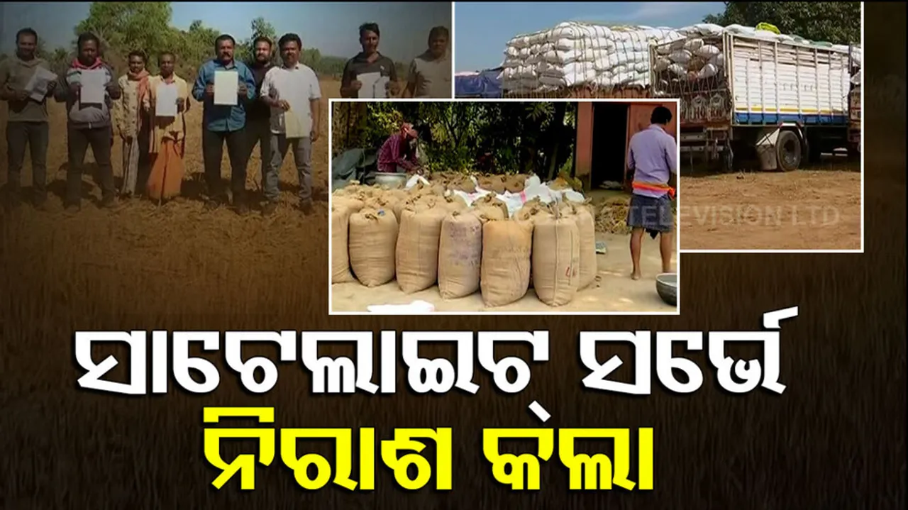 Paddy Procurement In Odisha