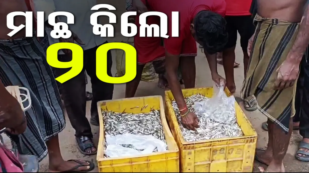Chuna Fish Selling for Rs 20 per 1kg in Banki, Large Number of People Turn up to Purchase
