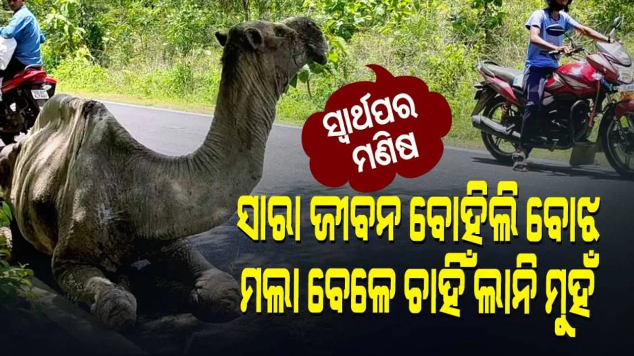 ଓଟକୁ ଜଙ୍ଗଲରେ ଛାଡି ମାଲିକ ଛୁ : ଖାଇବା ବିହୁନେ ମରିଗଲା ନିରୀହ ଜୀବ