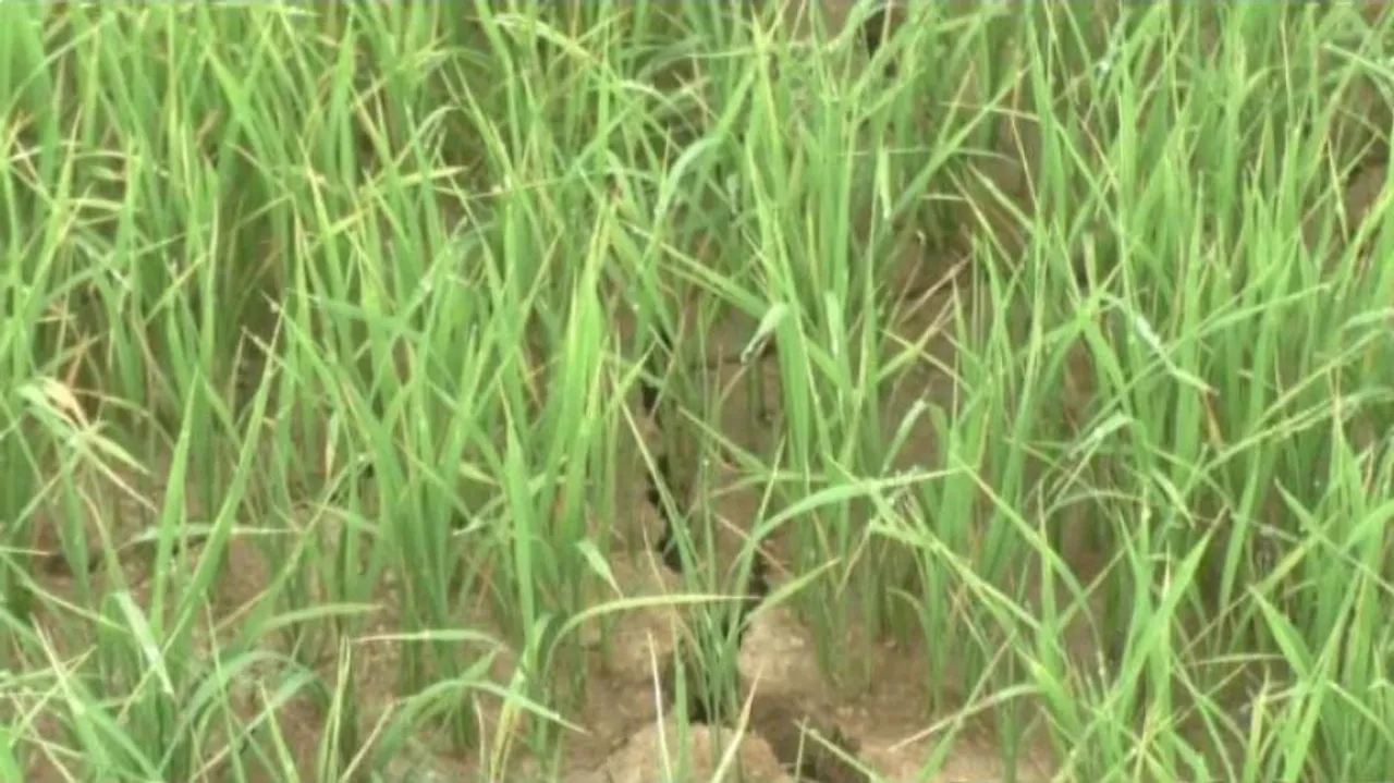 ବର୍ଷା ନାହିଁ, ଜମି ଫାଟି ଆଁ କଲାଣି: ମୁଣ୍ଡରେ ହାତ ଦେଇ ବସିଛି ଚାଷୀ