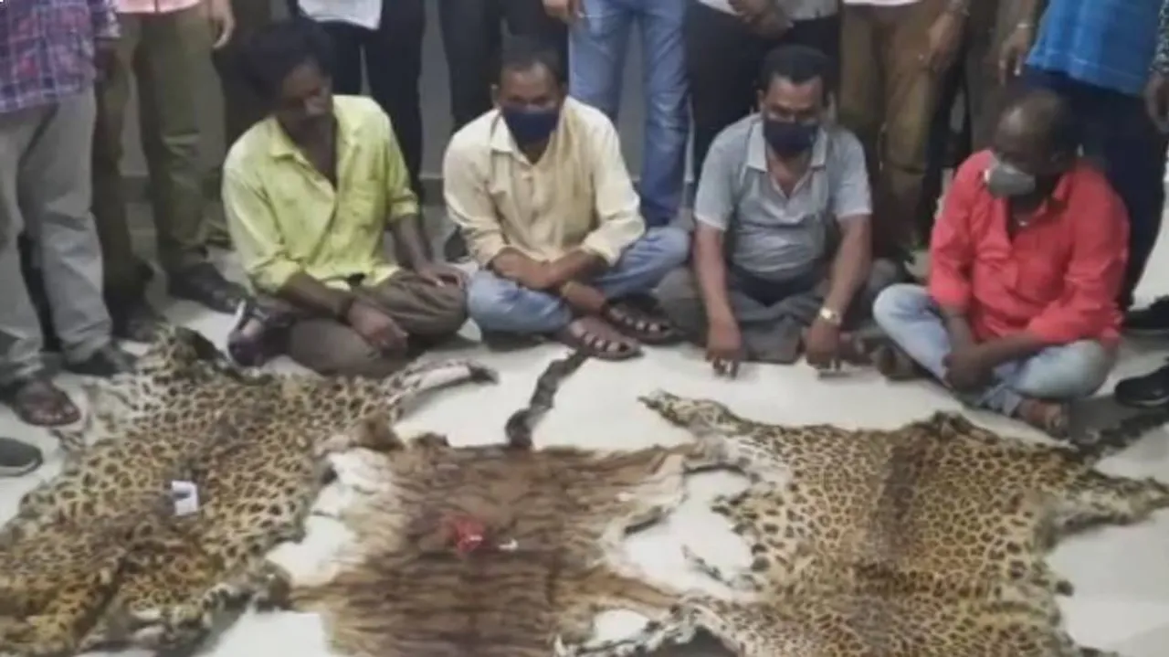 ବୁଡ଼ି ଯିବ କି ବାଘ ବଂଶ ? କଳାହାଣ୍ଡିରୁ ବଡ଼ ଧରଣର ବାଘ ଛାଲ ରାକେଟର ପର୍ଦ୍ଦାଫାସ୍