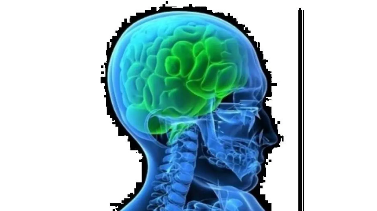 କିଏ ମାନବ ମସ୍ତିଷ୍କର ଧାର୍ମିକ-ଆଧ୍ୟାତ୍ମିକ କାର୍ଯ୍ୟ ପାଇଁ ଦାୟୀ?