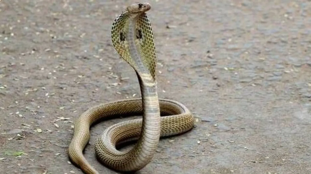 ସାପ କାମୁଡ଼ିଥିବା ଝିଅକୁ ନିଆଗଲା କଟକ; ଓଟିଭିରେ ଖବର ପ୍ରସାରଣ ପରେ ଜିଲ୍ଲା ପ୍ରଶାସନର ତତ୍ପରତା