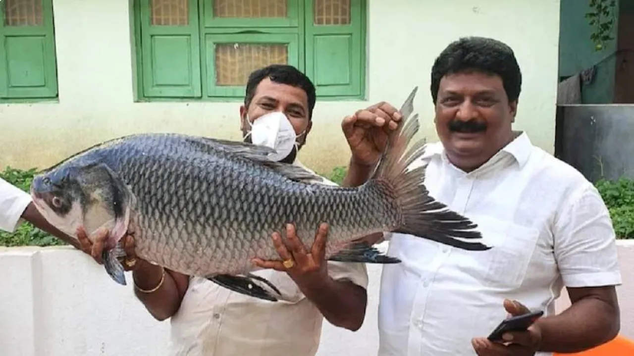 ନିଆରା ଉପହାର : ହଜାରେ କେଜି ମାଛ, ହଜାରେ କେଜି ପନିପରିବା ସହ ଆହୁରି ଅନେକ କିଛି