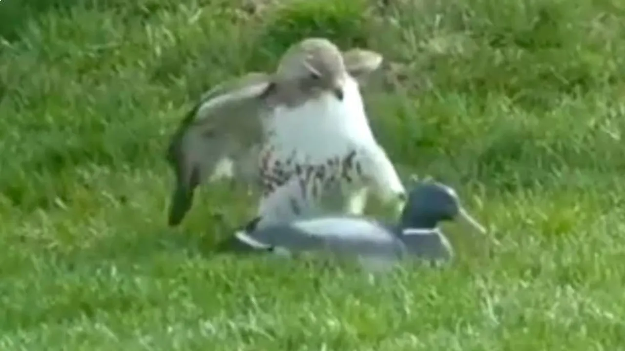 ପଥର ବତକକୁ ସତ ଭାବି ଆକ୍ରମଣ