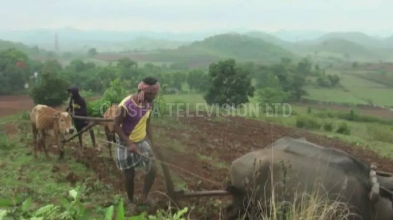 ମୌସୁମୀର ଲୁଚକାଳି ଖେଳ : ନିଅଣ୍ଟିଆ ବର୍ଷାକୁ ନେଇ ଚିନ୍ତିତ ଚାଷୀ