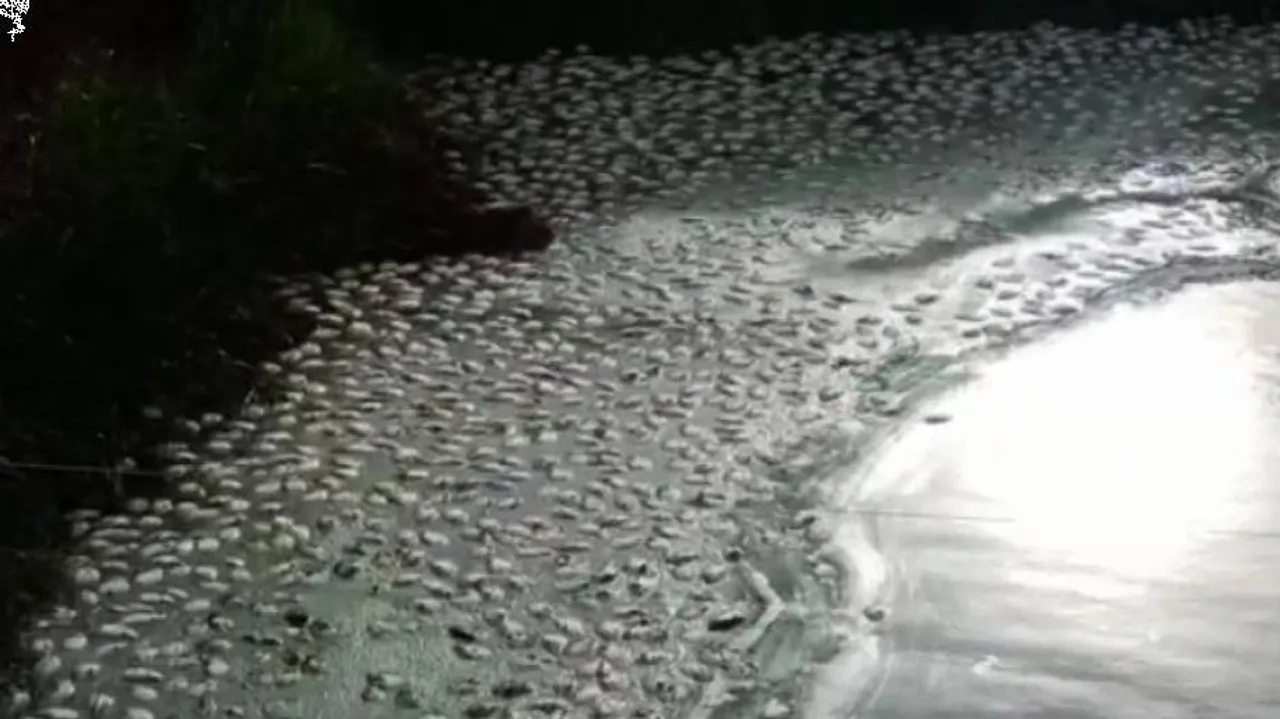 ଲକ୍ଷ ଲକ୍ଷ ଟଙ୍କାରେ ଫାଇନାଲ୍ ହୋଇଥିଲା ଡିଲ୍ : ବଡ଼ ଭାଇର ପୋଖରୀରେ ବିଷ ପକାଇ ୨୦ ହଜାର ମାଛ ମାରିଦେଲା ଭାଇ