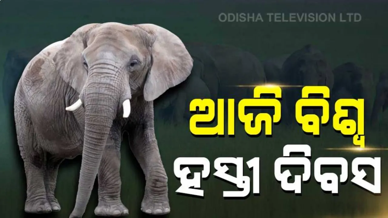 ଆଜି ବିଶ୍ୱ ହସ୍ତୀ ଦିବସ, ହାତୀ ମାନଙ୍କ ସୁରକ୍ଷା ଓ ସଂରକ୍ଷଣ ଉପରେ ଗୁରୁତ୍ୱ