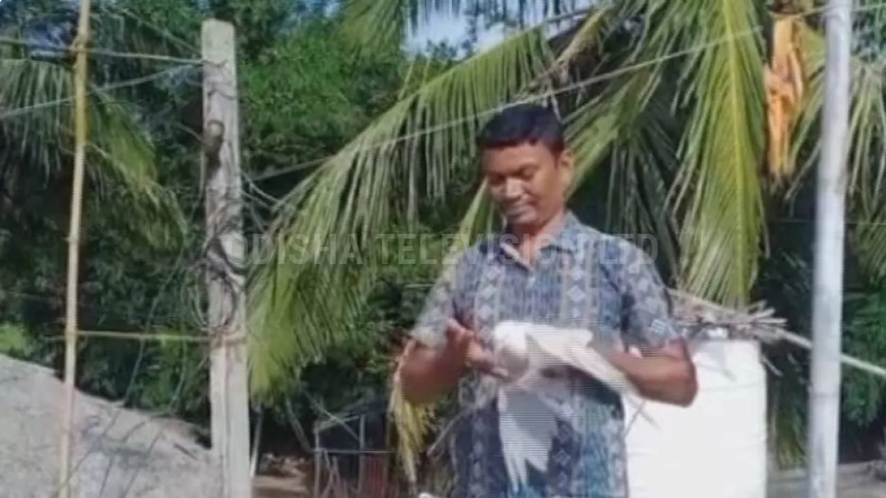 animal lover 