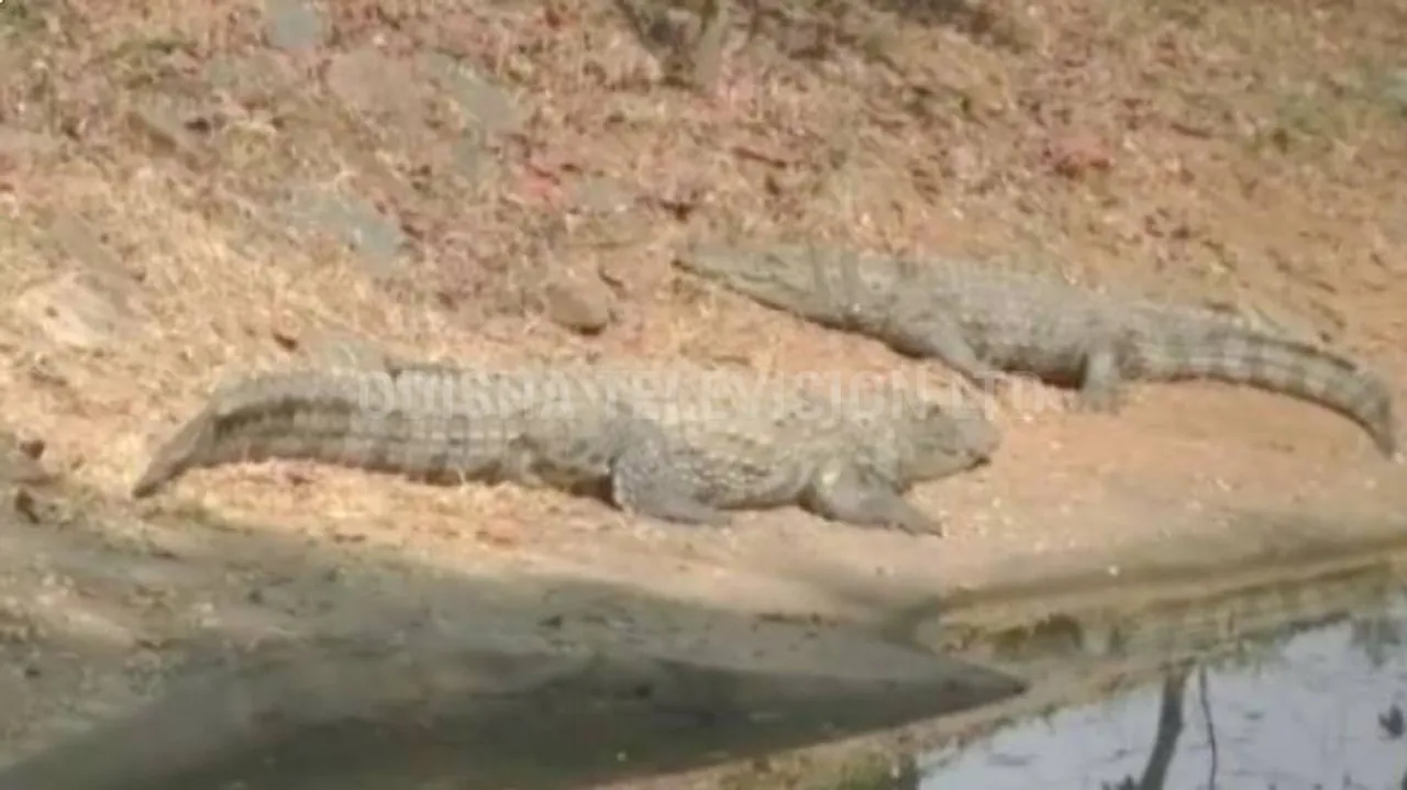 Ramatirtha Crocodile Project