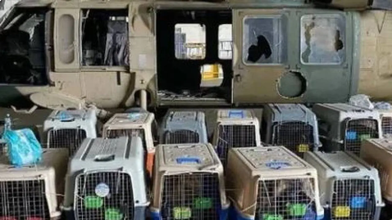 Dozens of dogs left at Kabul airport