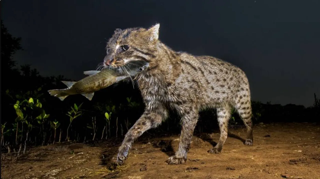 Fishing Cat
