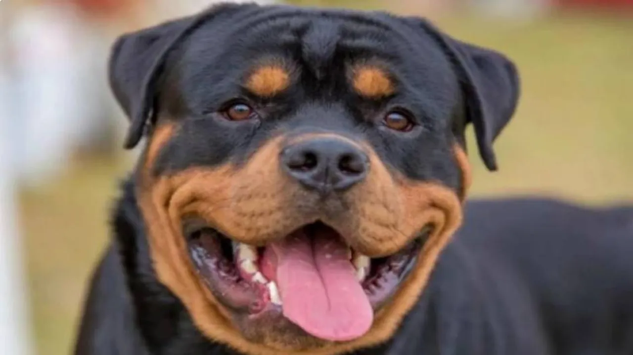 Sex With dog
