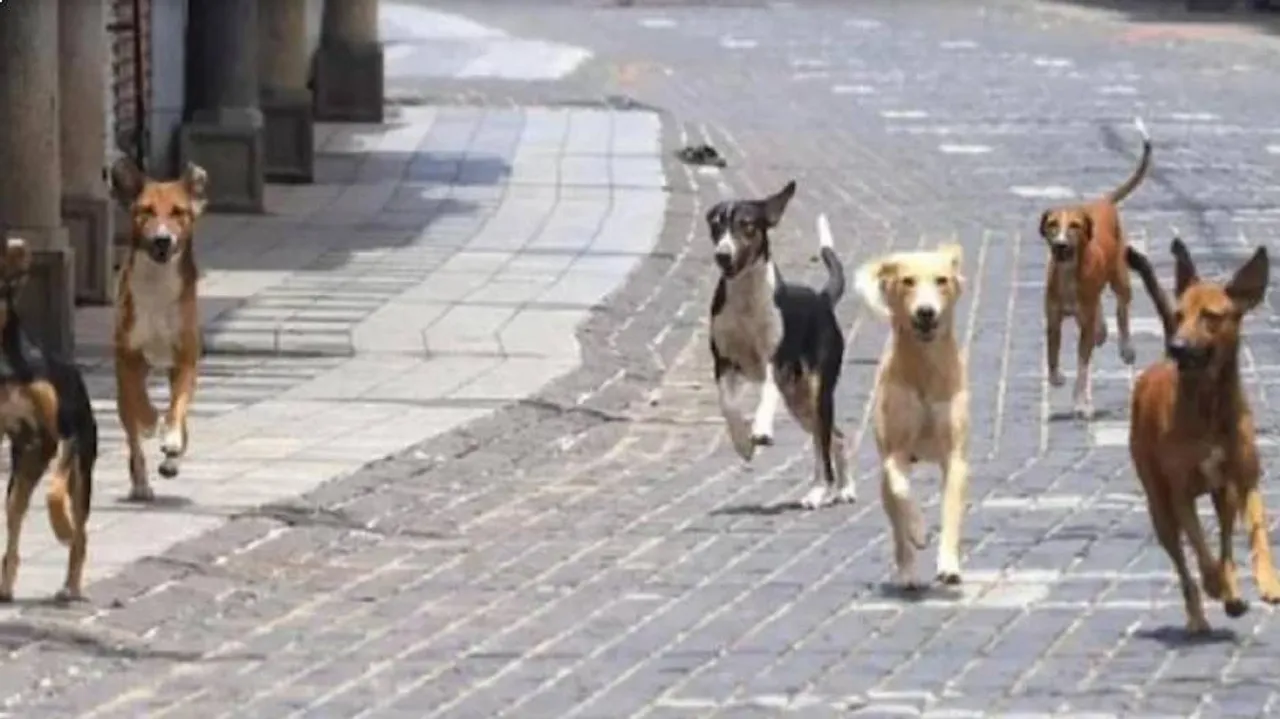 5 stray dogs killed in acid attack in Ujjain