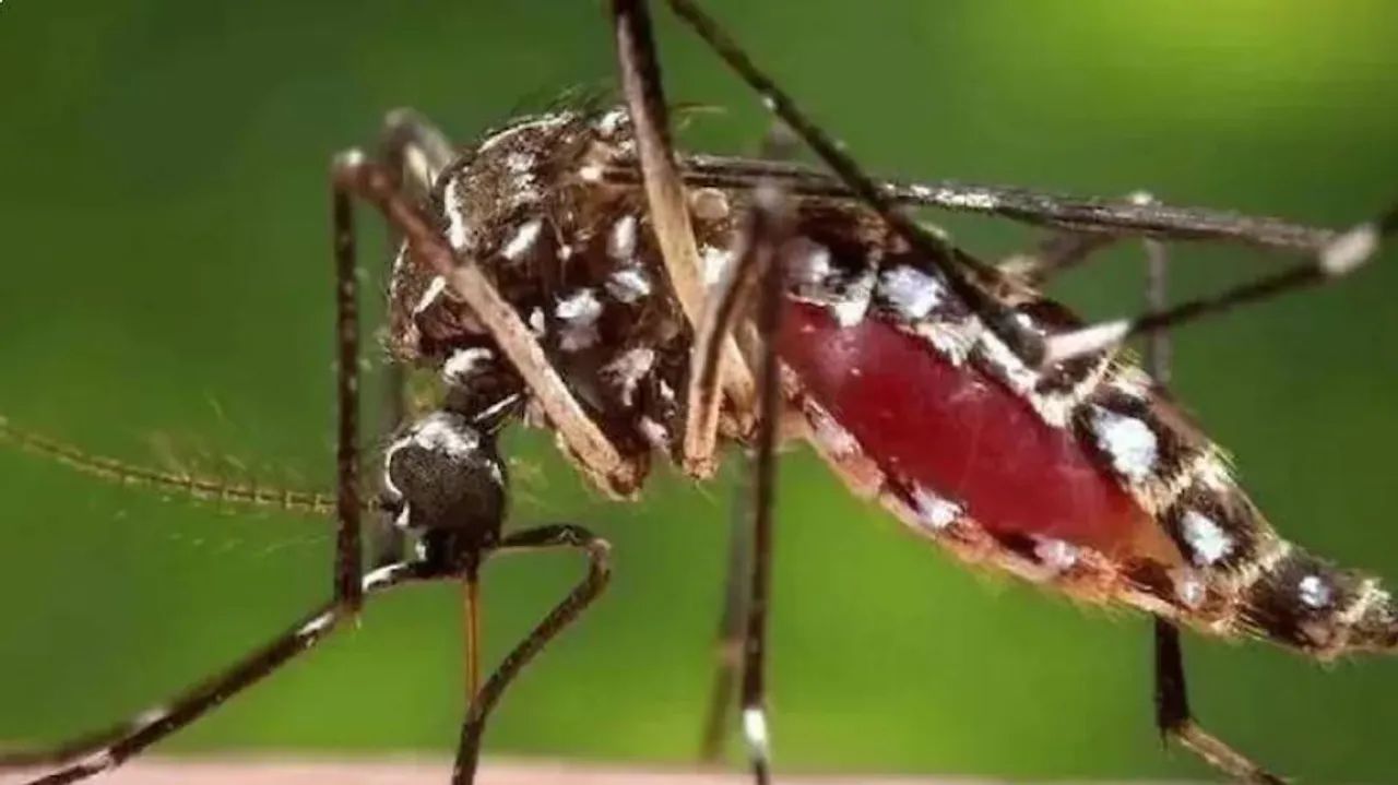 dengue cases increased
