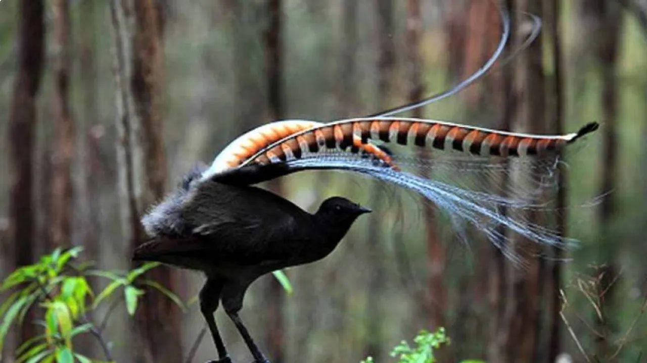 Wonderful bird