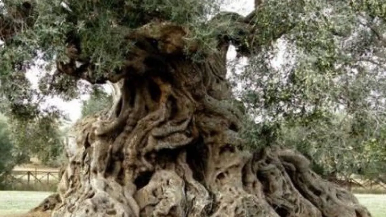 pension for trees