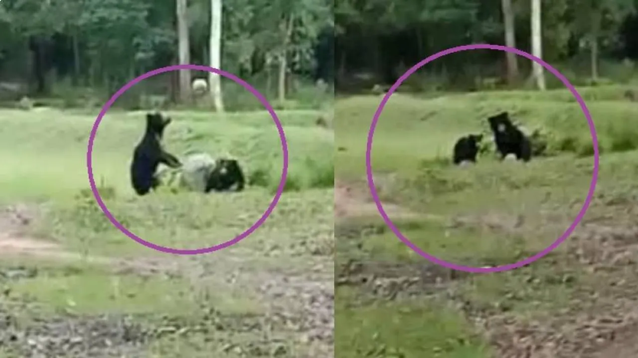 Bear Play Football