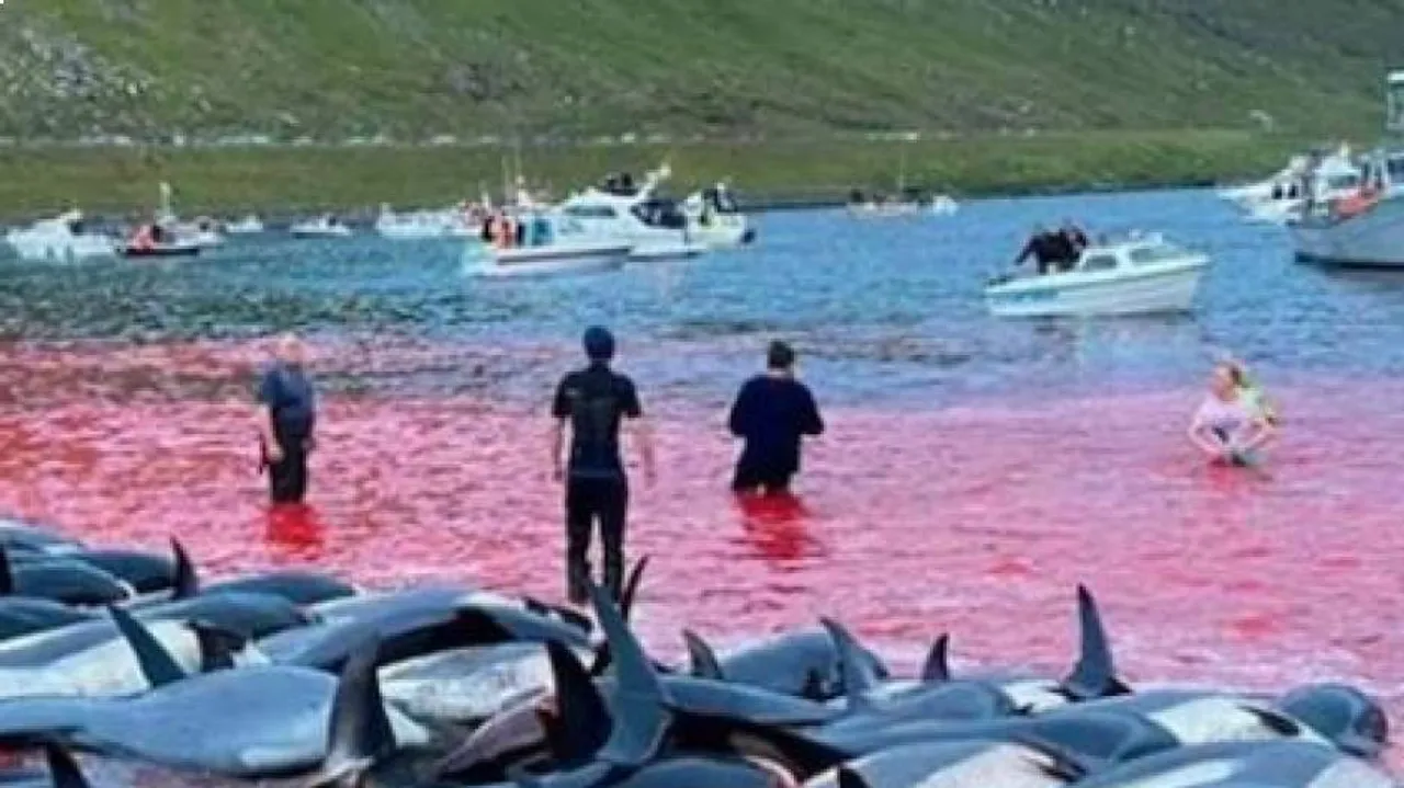 Dolphins Slaughtered