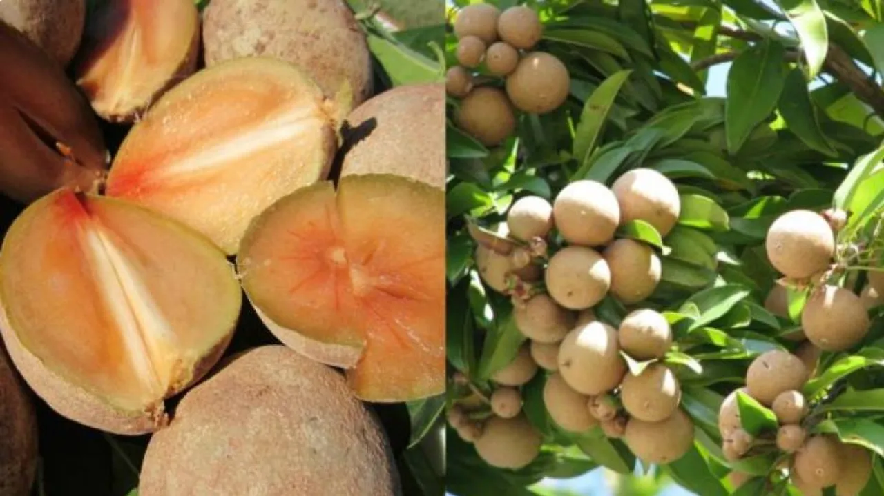 Benefits of chikoo (Sapota) fruit