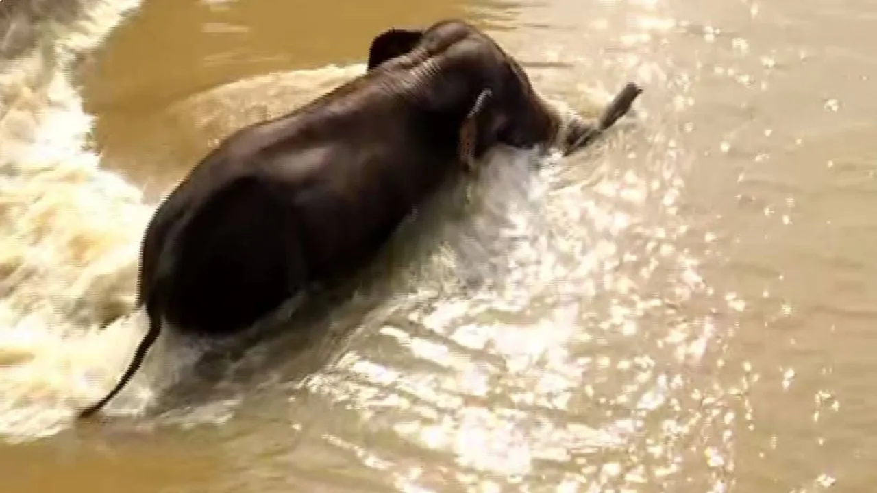 Tusker Gets Stuck Near Mundali bridge 