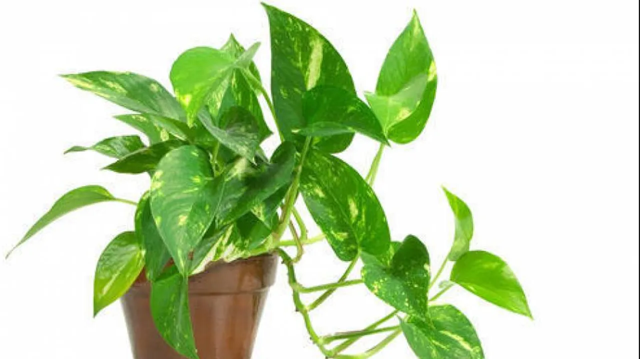 Money Plant