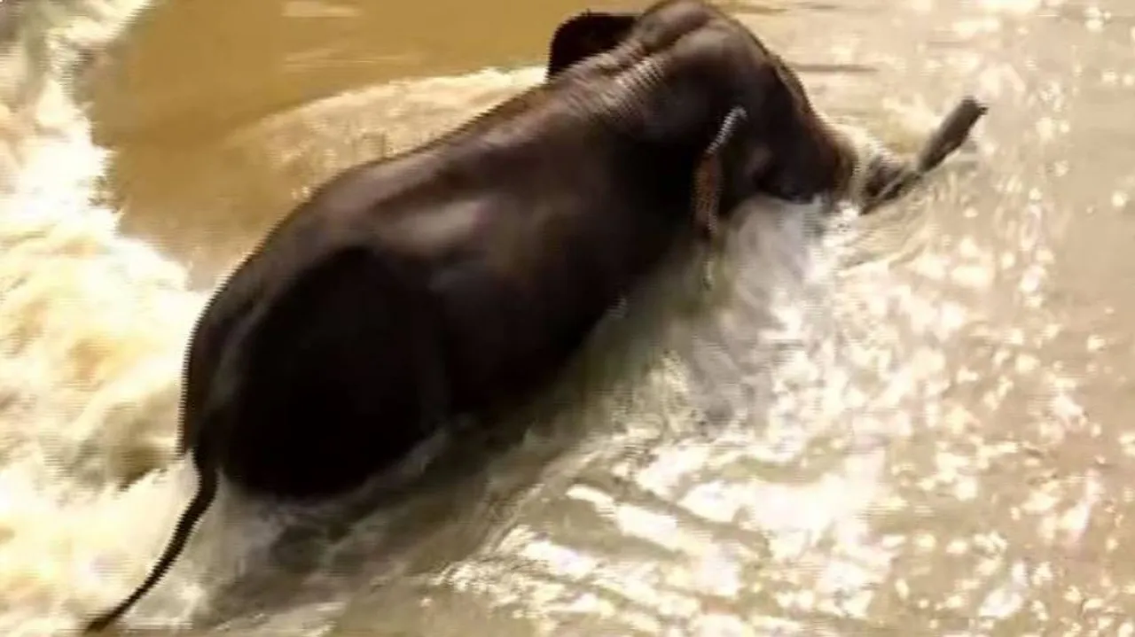 Elephant Gets Stuck Near Barrage