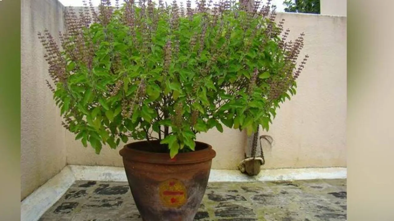 Tulsi plant