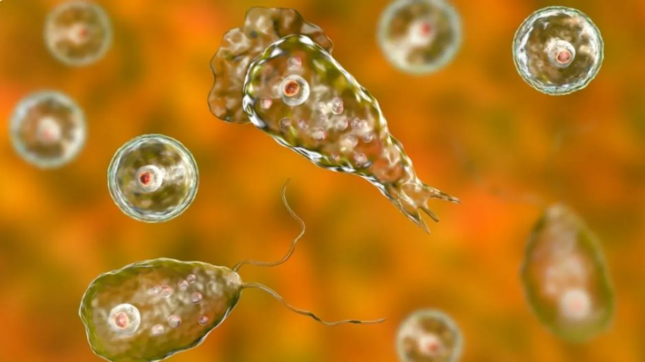 Boy Died After Brain Eating Amoeba Got Inside Skull Sankri
