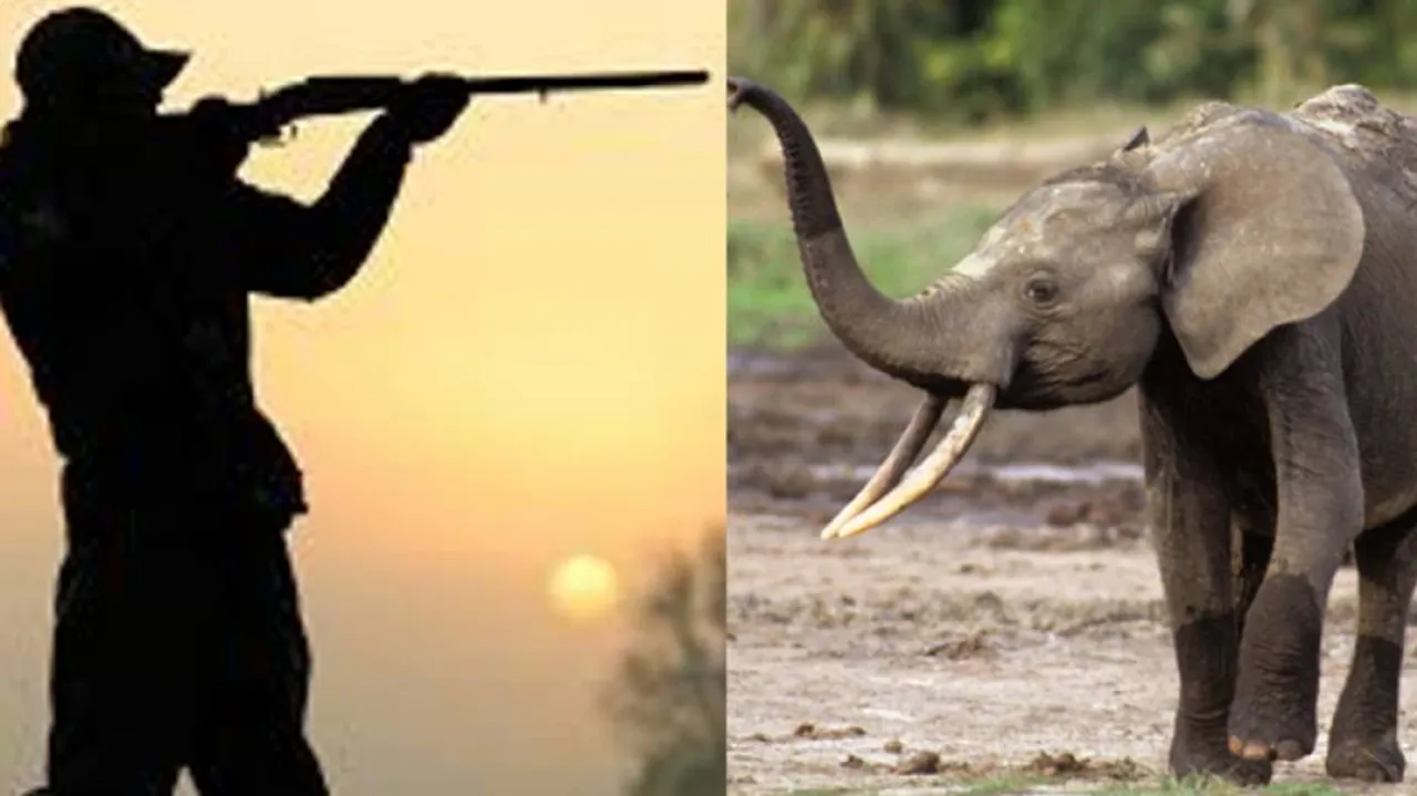 Power DISCOMs To Curb Elephant Deaths  