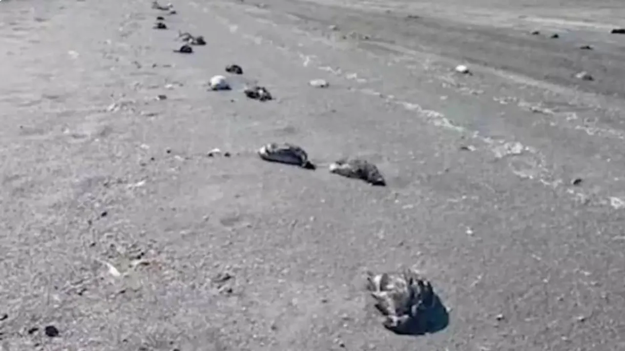 The Mysterious Death Of Thousands Of Birds In Russia 