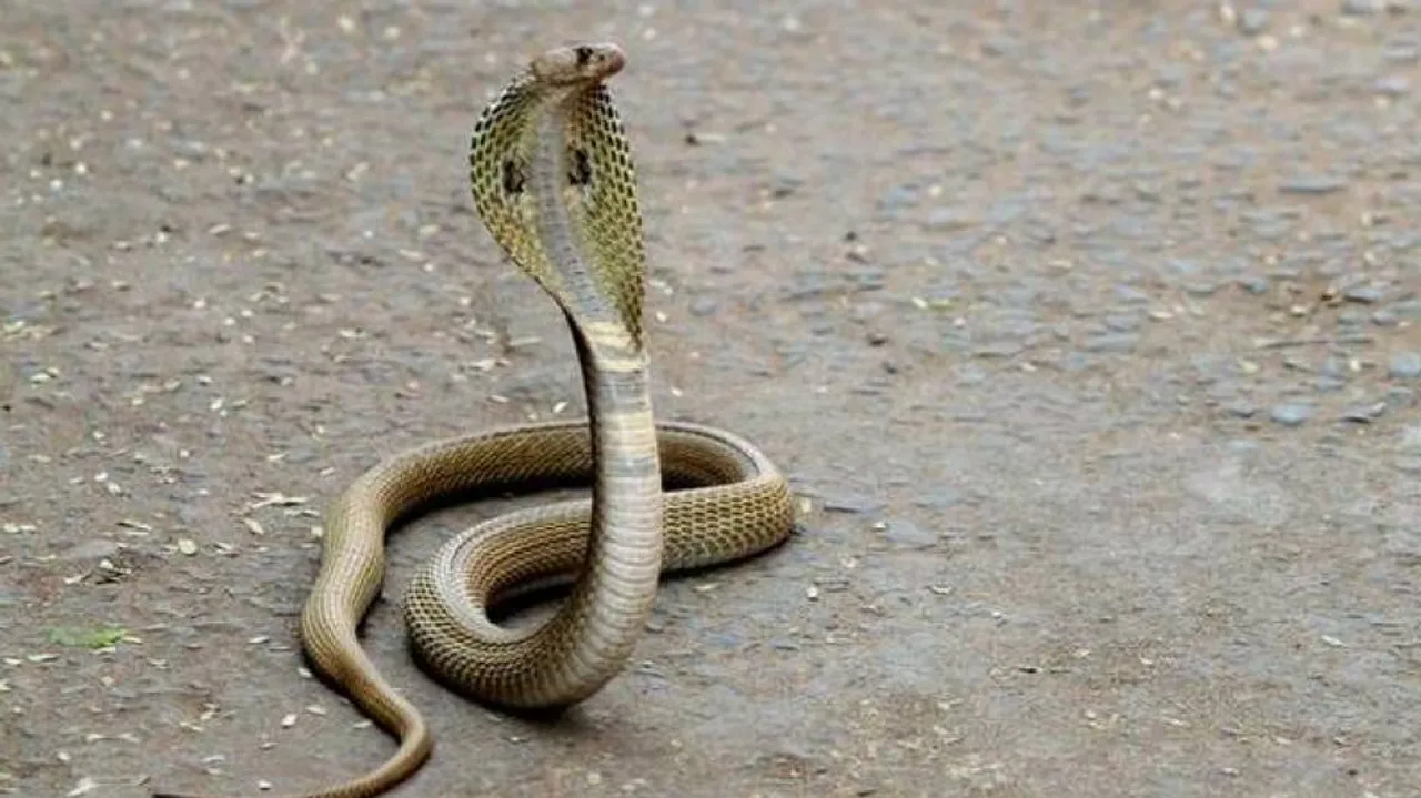 Murder by biting a snake became a new trend supreme court did not grant bail to the accused