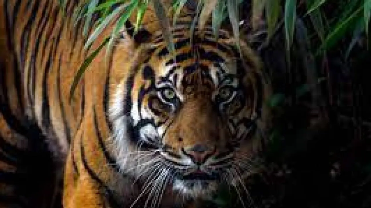  Boy Killed In Leopard Attack Near Chhattisgarh Temple 