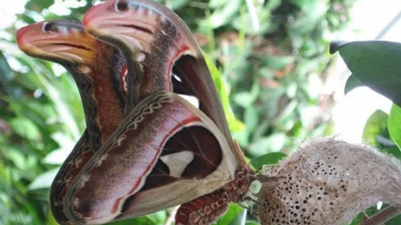 Three headed snake is something else