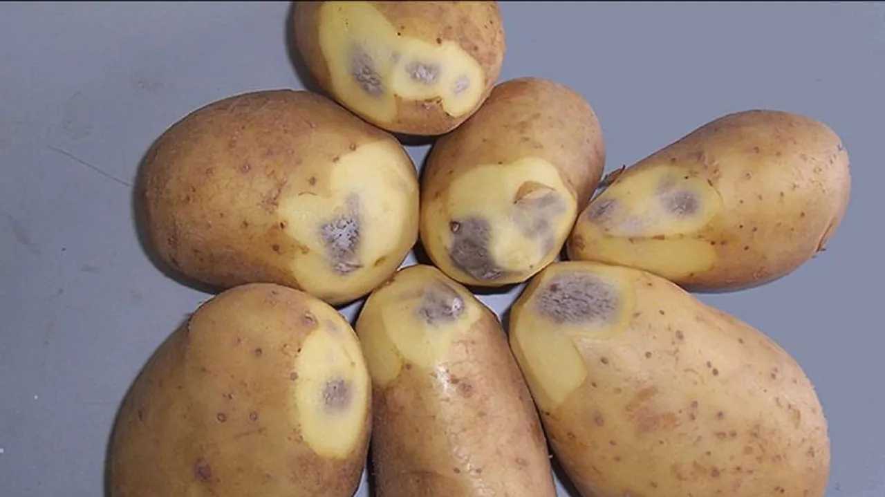 Black in Potato, good or bad