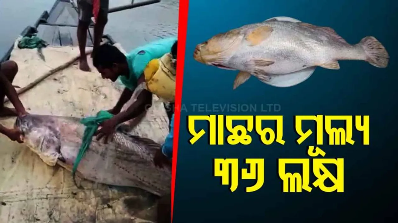 Giant Fish Weighing 78 KGs, Worth Rs 36 Lakh Caught By Fishermen