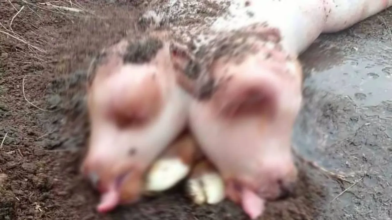 Weird calf was born has two heads