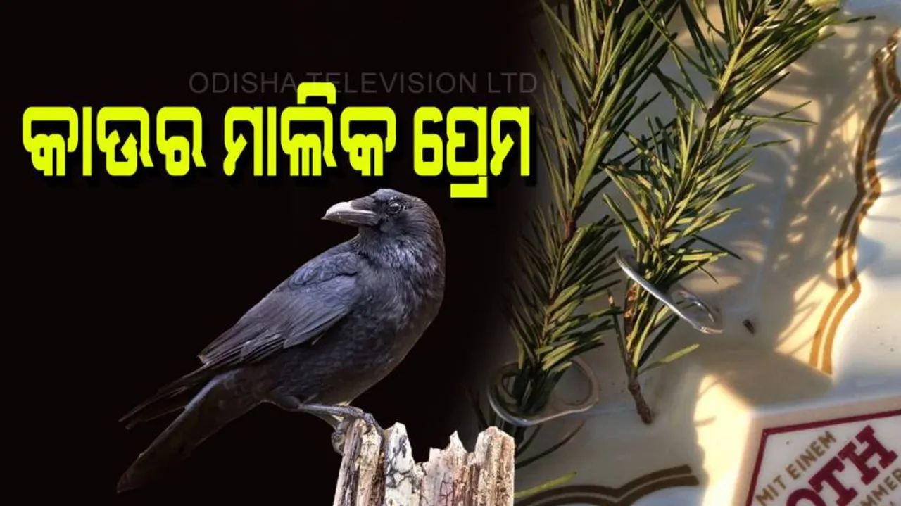 Crow gave a priceless gift