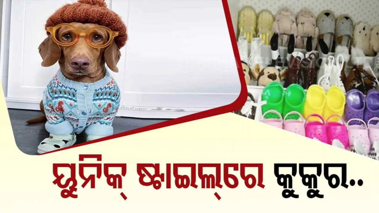 Dog Has Luxuries Wardrobe With 43 Pairs Of Shoes And 47 Sunglasses See Pictures Pratp 